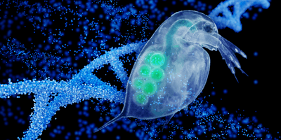 Graphic illustration of daphnia, a form of zooplankton, with a DNA helix in the background